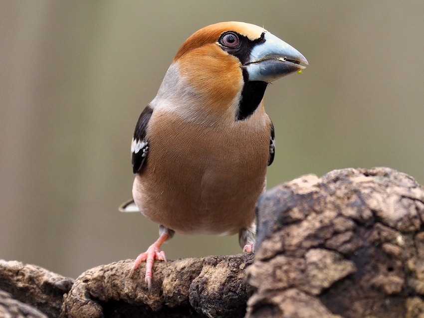Frosoni  (Coccothraustes coccothraustes)